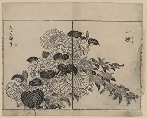 Hydrangea: Blossoms from two kinds of hydrangea