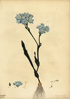 Volume 1: Bloucabong, Lapeirousia corymbosa