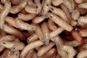 Calliphorid: Blowfly larvae