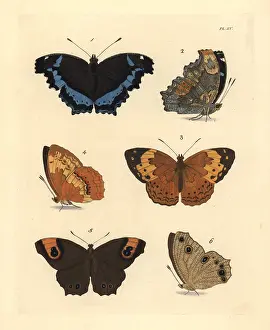 Leda: Blue admiral, rustic and evening brown butterflies