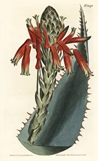 Glauca: Blue aloe, Aloe glauca