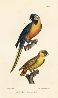 Oeuvres: Blue-and-yellow macaw and yellow-headed amazon
