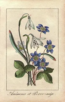 Nivalis: Blue anemones and white snowdrops, Anemone