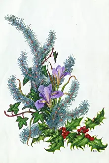 Cedar: Blue Atlantic Cedar, Winter Iris, Holly and Ivy