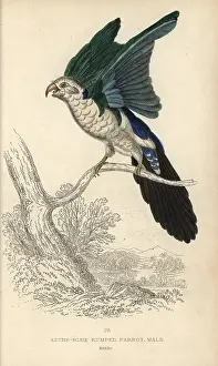 Lauder: Blue backed parrot, Tanygnathus sumatranus