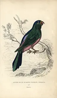 Lauder: Blue backed parrot, Tanygnathus sumatranus