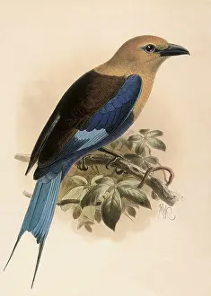 Doves: Blue-bellied Roller, Coracias cyanogaster