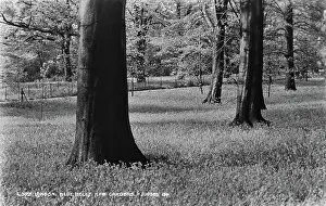 Majestically: Blue Bells at Kew Gardens