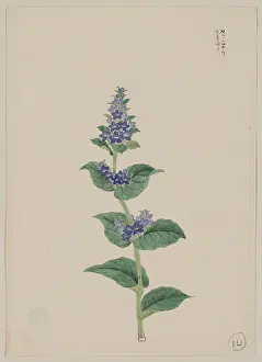 Prunella: Blue blossoms on stalk with leaves