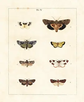 Dragonflies: Blue-bordered carpet, frosted yellow, other moths
