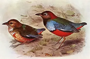 Henrik: Blue-breasted Pitta, Pitta mackloti
