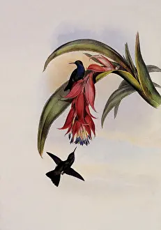 Sapphire: Blue-Breasted Sapphire, Eucephala Hypocyanea