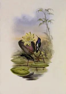 Hylocharis: Blue-Breasted Sapphire, Hylocharis Lactea