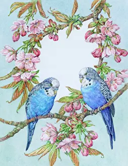 Budgerigars: Two Blue Budgerigars on Pink Flowering Cherry