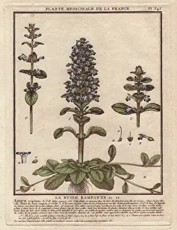 Bulliard: Blue bugle, Bugleherb, Bugleweed, Carpetweed