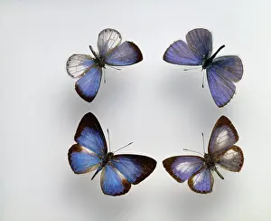 Gossamer: Blue butterflies