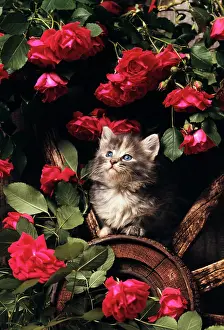 Pussycat: Blue calico longhaired kitten