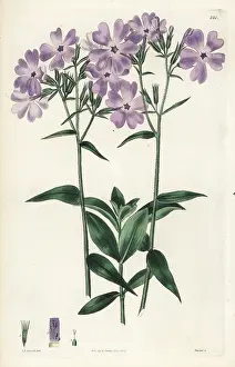 Phlox: Blue Canadian lychnidea, Phlox canadensis