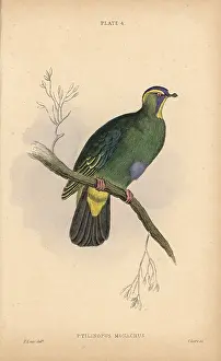Prideaux: Blue-capped fruit dove, Ptilinopus monacha, near threatened