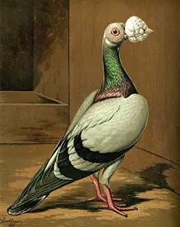 Pigeons: Blue Carrier Cock Pigeon