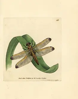 Chaser: Blue chaser, Libellula fulva