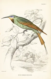 Merops: Blue-cheeked bee-eater, Merops persicus