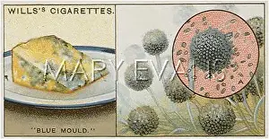 Smelly: BLUE CHEESE MOULD