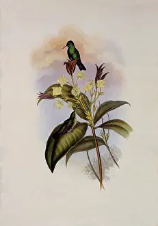 Sapphire: Blue-Chinned Sapphire, Eucephala C...aeruleo