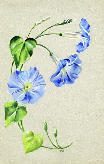 Blue Convolvulus