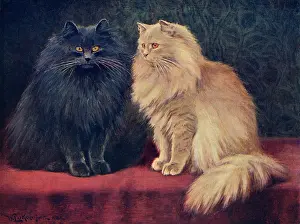 Persians: BLUE/CREAM PERSIAN CATS