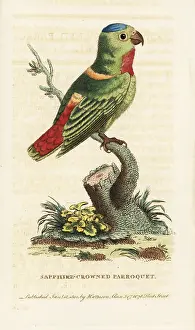 Blue Crowned: Blue-crowned hanging-parrot, Loriculus galgulus
