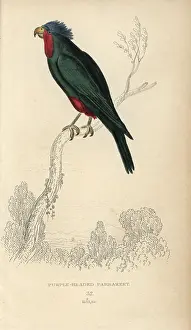 Lauder: Blue crowned lorikeet, Vini australis