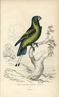 Lauder: Blue-crowned racquet tail, Prioniturus discurus