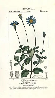 Felicia: Blue daisy, Felicia amelloides