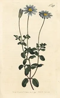 Felicia: Blue daisy, Felicia amelloides