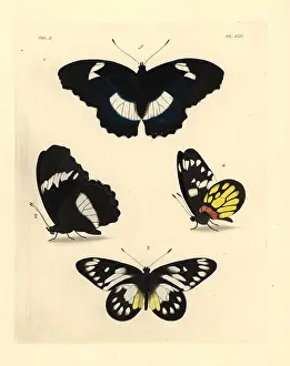 Ventral: Blue diadem and redbase jezebel