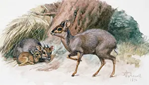 Duiker: Blue Duiker, 1896