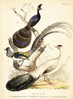 Ornithologist: Blue-eared pheasant, Palawan peacock-pheasant