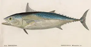 Thynnus: BLUE FIN TUNA FISH