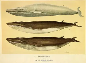 Millais: Blue and Fin Whales