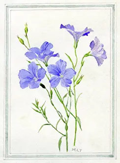 Blue Flax