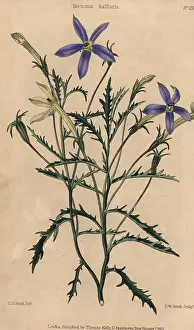 Mcintosh: Blue flowered Isotoma axillaris