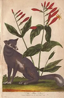 Sibly: Blue fox, Vulpes lagopus