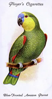 Fronted: Blue-Fronted Amazon Parrot