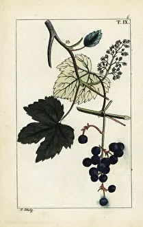 Gottlieb Tobias Wilhelm: Blue grapes on vine, Vinis vitifera