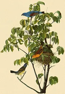 Caerulea: Blue Grosbeak, Guiraca caerulea