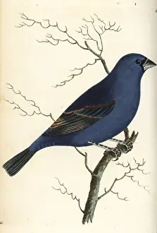 Loxia: Blue grosbeak, Passerina caerulea