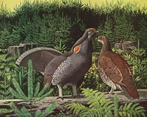 Grouse: Two Blue Grouse