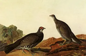 Grouse: Blue Grouse, Dendragapus obscurus