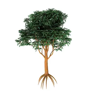 Shrub: Blue gum tree illustration